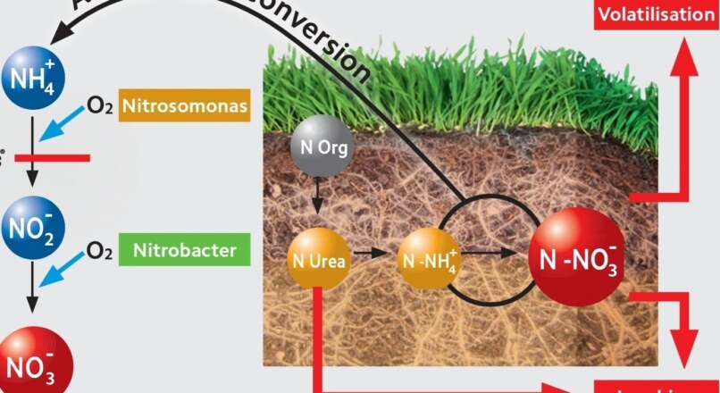 Hóa học Lớp 9: lúa chiêm lấp ló đầu bờ hễ nghe tiếng sấm phất cờ mà lên liên quan đến nguyên tố hh nào hóa học