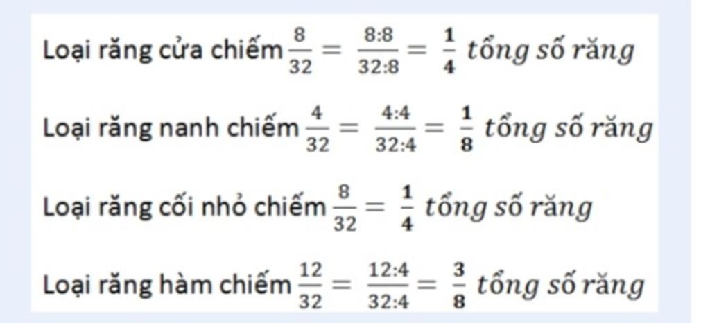 toan-lop-6-bai-3-bo-rang-day-du-cua-mot-nguoi-truong-thanh-co-32-chiec-trong-do-co-8-rang-cua-4